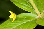 Whorled yellow loosestrife